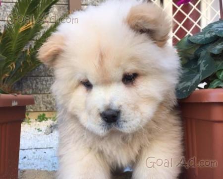 Stupendi Cuccioli Chow Chow Regalo Regalo Cerca Compra Vendi