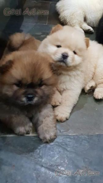 Stupendi Cuccioli Chow Chow Regalo Regalo Cerca Compra Vendi