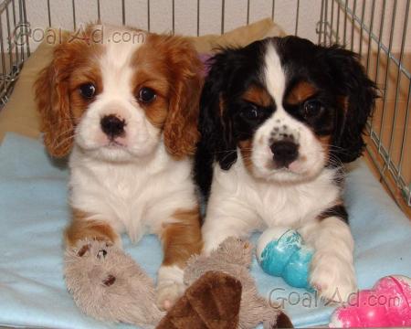 Cuccioli Incrocio Cavalier King Bassotto Meravigliosi Cerca