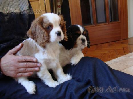 Regalo Cuccioli Cavalier King Maschio Regalo Cerca Compra Vendi