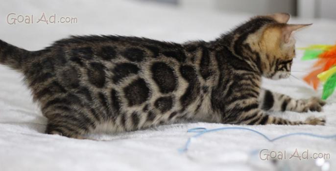 Regalo Cuccioli Gatto Bengala Disponibili Cuccioli Cerca Compra
