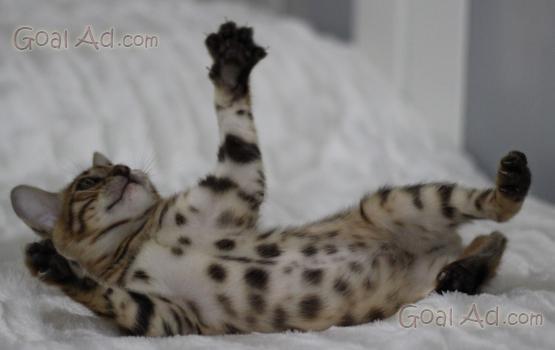 Cucciolo Gatto Bengala Allevamento Amatoriale Urbanjungle Cerca