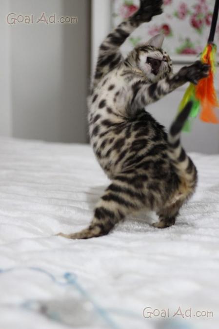 Regalo Gattini Vaccinati Sverminati Felv Negativi Cerca Compra