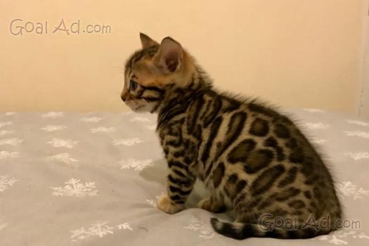 Regalo Gattini Fiumicino Regalo Gattini Disponibili Cerca Compra