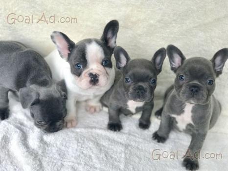 Cuccioli Qualità Bulldog Francese Cerca Compra Vendi Nuovo E