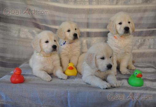 Cuccioli Golden Retriever Pedigree Disponibili Ivrea Cerca Compra