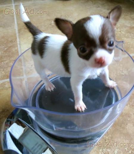 Cuccioli Chihuahua Pelo Vendo Cuccioli Chihuahua Cerca Compra