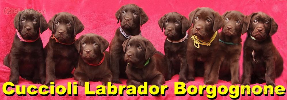 Cuccioli Labrador Neri Marroni Cioccolato Splendidi Cerca Compra