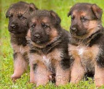 Rottweiler Incrocio Cane Lupo Regalo Causa Cerca Compra Vendi