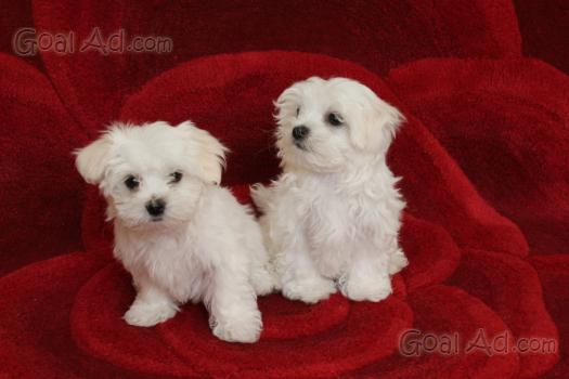 Regalo Cuccioli Maltese Mini Gratis Regalo Cerca Compra Vendi