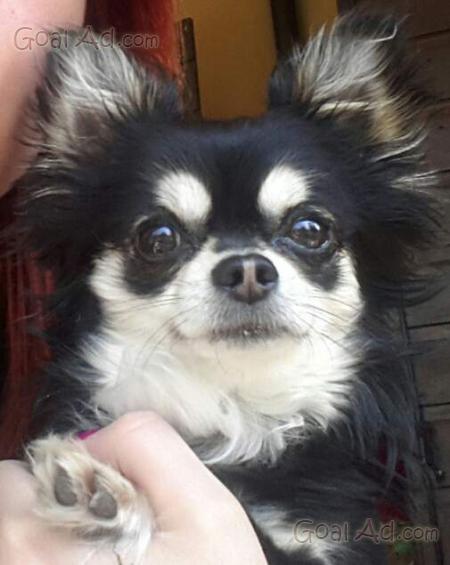 Cucciolo Chihuahua Nero Focato Pelo Lungo Cerca Compra Vendi