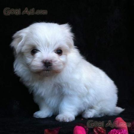 Regalo Mini Teacup Maltesi Mini Regalo Cerca Compra Vendi Nuovo