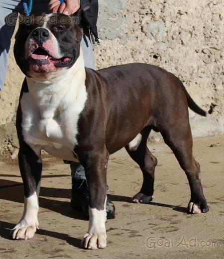 custodia iphone 6 amstaff custodia iphone 6 amstaff