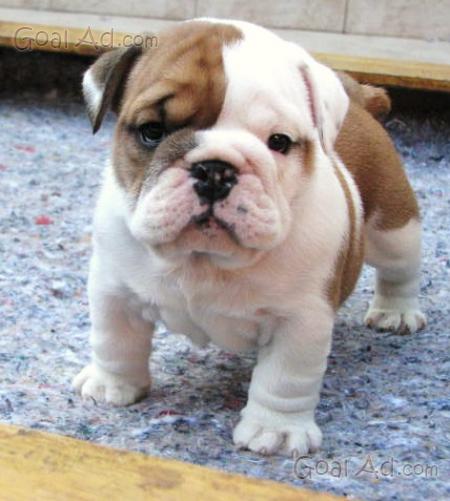 Regalo Bulldog Inglese Cuccioli Disponibili Disponible Cerca
