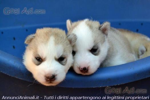 Husky Malamute Cucciolata Genitori Visibili Vaccinati Cerca