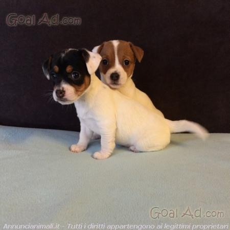Cuccioli Jack Russel Zampa Corta Pelo Cerca Compra Vendi Nuovo E