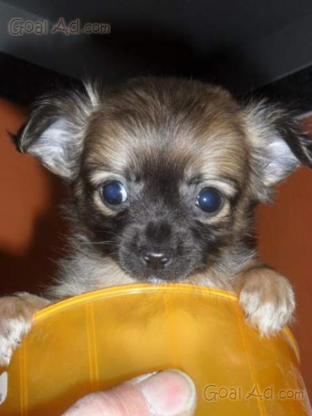 Incrocio Chihuahua Barboncino Vendo Cucciolo Maschio Cerca Compra