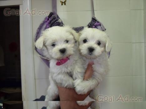 Regalo Cucciolo Ragalo Bellissimo Meticcio Maltese Cerca Compra