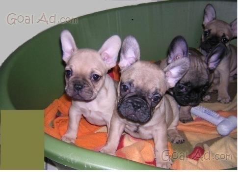 Stupendi Cuccioli Bulldog Francesi Stupendi Cuccioli Cerca Compra