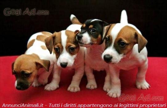 Bouledogue Francesi Cuccioli Allevamento Amatoriale Enci Cerca