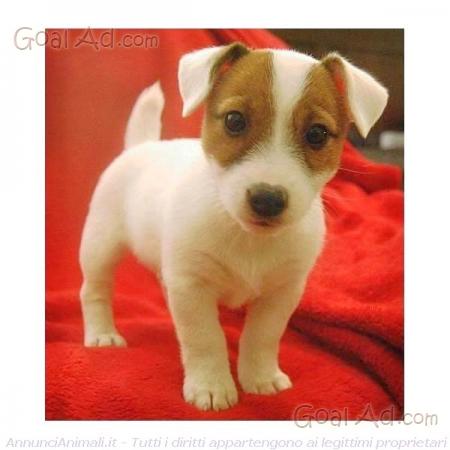 Jack Russel Pelo Ruvido Disponibili Cuccioli Cerca Compra Vendi