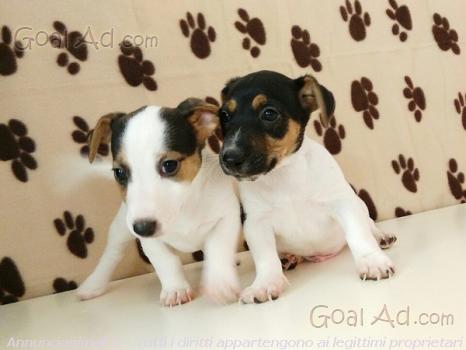 Jack Russel Vendo Cucciolo Giorni Pelo Cerca Compra Vendi Nuovo