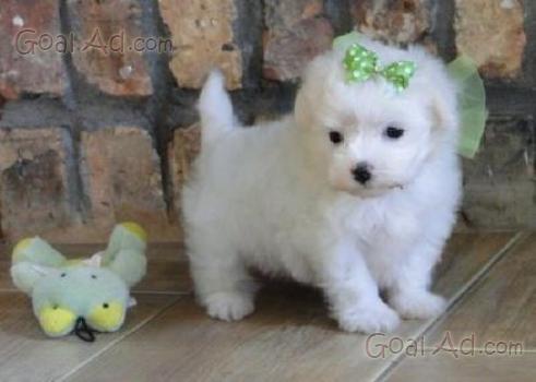 Regalo Cuccioli Di Cane Taglia Piccola Catania Economia Baia Mare