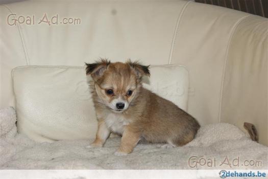 Cuccioli Chihuahua Pelo Vendo Cuccioli Chihuahua Cerca Compra