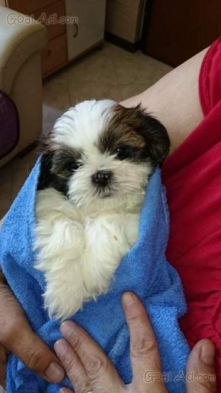 shih tzu opoly regalo shih tzu cuccioli disponibili adorabili femminucce cerca compra vendi nuovo shih tzu opoly regalo shih tzu cuccioli disponibili adorabili femminucce cerca compra vendi nuovo