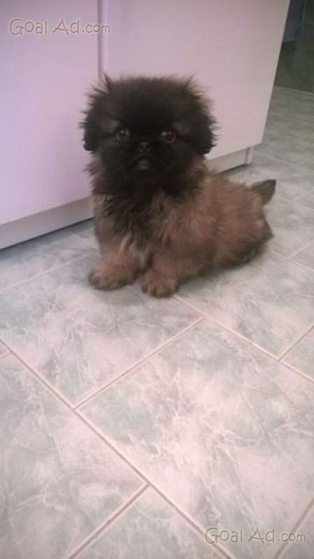 Cerco Pechinese Shih Cucciolo Maschio Regalo Cerca Compra Vendi