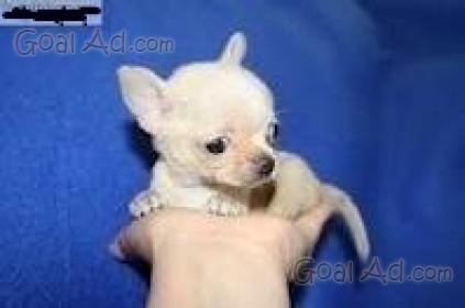Cuccioli Chihuahua Pelo Vendo Cuccioli Chihuahua Cerca Compra