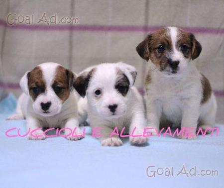 Jack Russel Pelo Ruvido Disponibili Cuccioli Cerca Compra Vendi