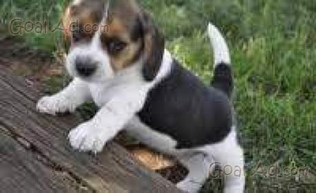 Incrocio Beagle Bassotto Vendo Cucciolo Mesi Sverminato Cerca