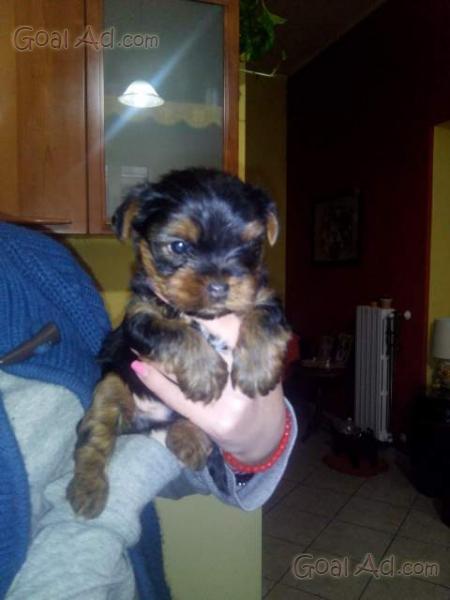 Yorkshire Maschietto Incrocio Vendo Cucciolo Maschio Cerca Compra