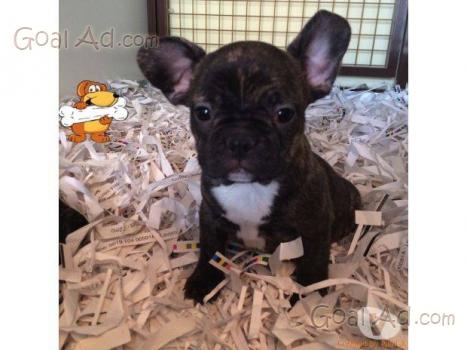 Disponibile Femmina Adulta Bouledogue Francese Ottima Cerca
