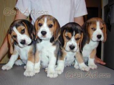 Beagle Cuccioli Privato Cede Razza Pura Cerca Compra Vendi Nuovo