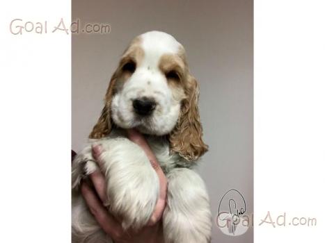 Cocker Spaniel Meravigliosa Cucciolata Cerca Compra Vendi Nuovo