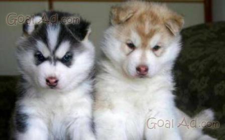 Siberian Husky Cucciolo Femmina Disponibile Allevamento Cerca