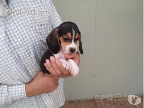 Cuccioli Beagle Vendo Cuccioli Beagle Parte Cerca Compra Vendi