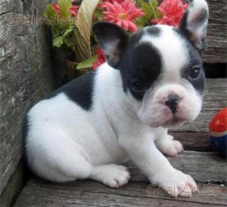 Bouledogue Francese Cucciolo Maschio Nero Bianco Cerca Compra
