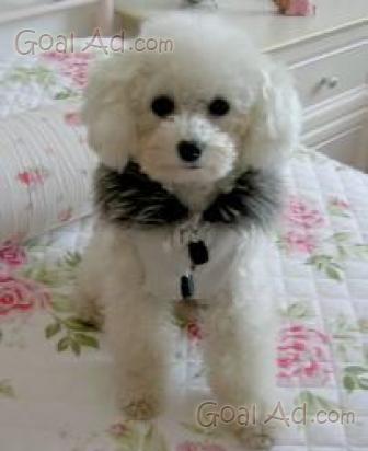 Cuccioli Barboncini Mini Bellissimi Cuccioli Barboncini Cerca