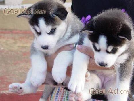 Cuccioli Siberian Husky Vendo Senza Pedigree Cerca Compra Vendi