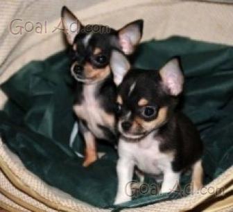 Incrocio Chihuahua Barboncino Vendo Cucciolo Maschio Cerca Compra