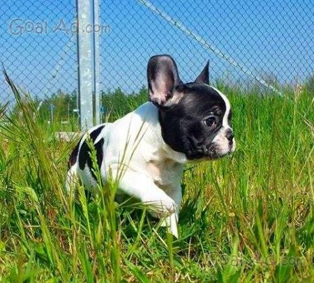 Cucciolata Bouledogue Francese Bianco Nero Mesi Cerca Compra