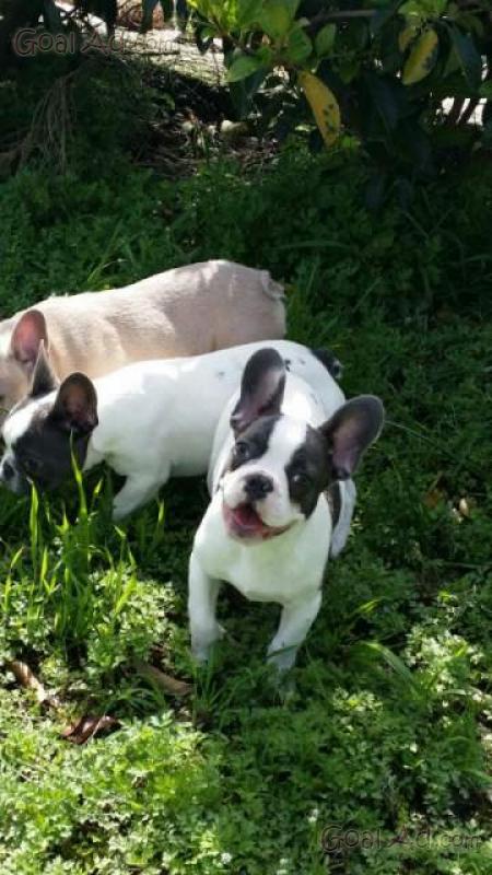 Cucciolo Bulldog Francese Bianco Occhi Minuto Cerca Compra Vendi