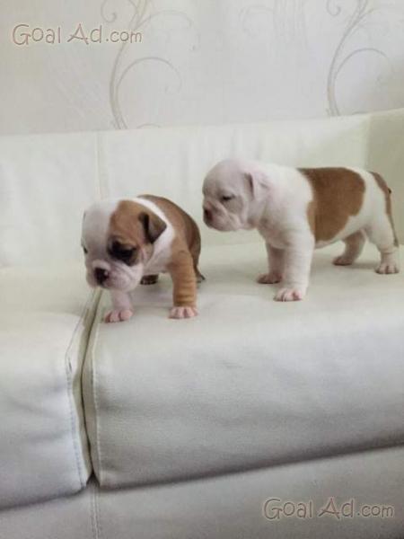 Cuccioli Bulldog Inglese Pagamenti Rateali Cucciolata Cerca