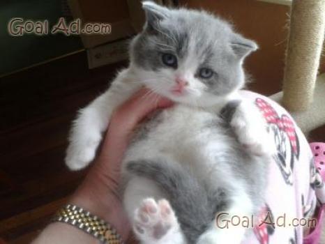 Cerco Accoppiamento Gatto British Shorthair Splendido Cerca