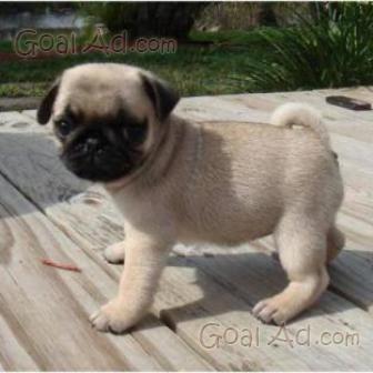 Regalo Cuccioli Carlino Abbiamo Disponibili Cuccioli Cerca Compra