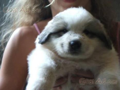 Cuccioli Montagna Pirenei Cane Montagna Pirenei Cerca Compra