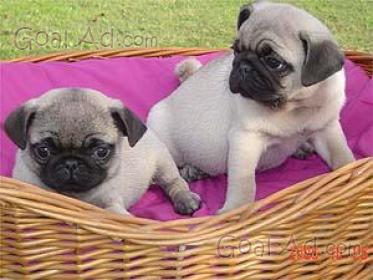 Regalo Cuccioli Samoiedo Disponibili Regalo Cuccioli Cerca Compra